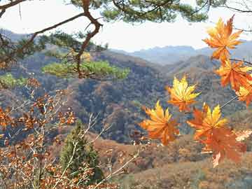 梅花生物重組引領(lǐng)行業(yè)變革，開啟生物科技新紀元